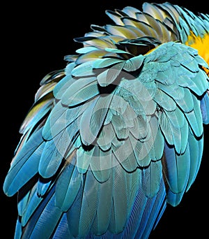 Blue and Gold Macaw Feathers
