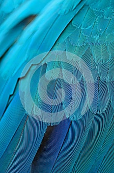 Blue and Gold Macaw feathers