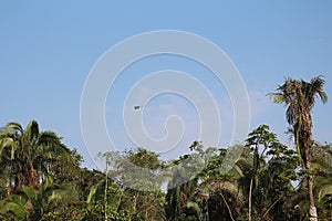 A Blue and Gold Macaw flying over the tree tops in the Amazon Rainforest of Tambopata National Reserve in Peru