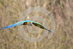 Blue and gold macaw flying. Tropical bird in flight.