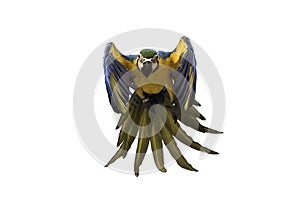 Blue and gold macaw flying on white background, clipping path