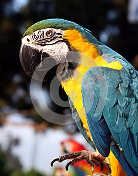 Blue and gold macaw with foot up