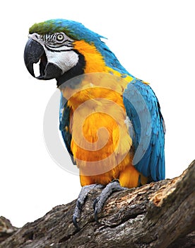 Blue and gold Macaw isolated