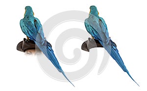 Blue-and-gold Macaw isolated on white