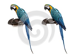 Blue-and-gold Macaw isolated on white