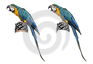 Blue-and-gold Macaw isolated on white