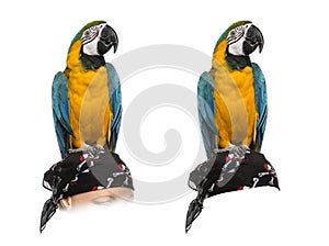 Blue-and-gold Macaw isolated on white