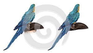 Blue-and-gold Macaw isolated on white