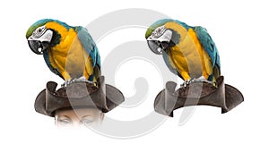 Blue-and-gold Macaw isolated on white