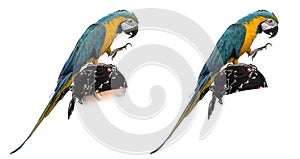 Blue-and-gold Macaw isolated on white