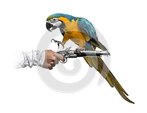 Blue-and-gold Macaw isolated on white