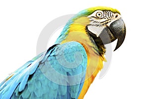 Blue and Gold Macaw Isolated on White Background