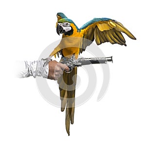 Blue-and-gold Macaw isolated on white