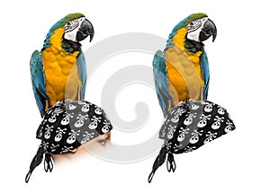 Blue-and-gold Macaw isolated on white