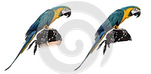 Blue-and-gold Macaw isolated on white