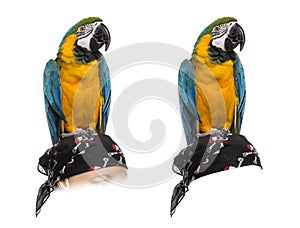 Blue-and-gold Macaw isolated on white