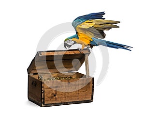 Blue-and-gold Macaw isolated on white