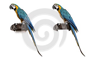 Blue-and-gold Macaw isolated on white