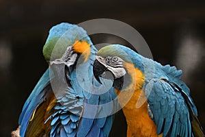 Blue and Gold Macaw Parrot.