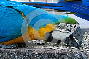 Blue-gold macaw parrot