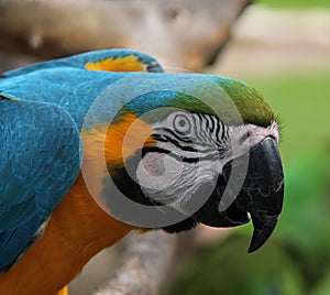 Blue and Gold Macaw Parrot Bird.