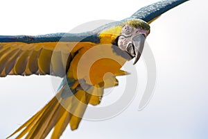 Blue and gold macaw parrot in flight. Beautiful close-up of tropical bird facing camera.