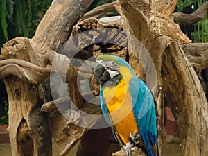 The blue and gold macaw parrot, is a large South American parrot with blue top parts and yellow under parts perching on a tree.