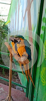 Blue-and-Gold Macaw Parrot Pair in the Aviary