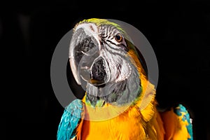 Blue and gold macaw parrot portrait with black background