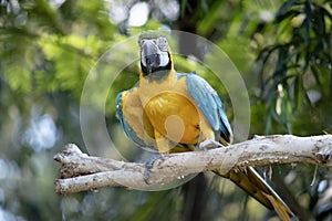 the blue and gold macaw is perched on a branch