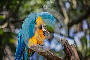Blue and Gold Macaw Perched on a Tree Limb in a Forest