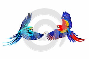 Blue and gold macaw and Scarlet macaw flying isolated on white.