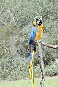 The blue and gold macaw is sitting on a perch. it is a large south american parrot