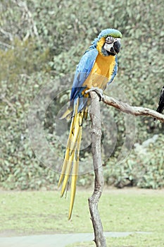 The blue and gold macaw is sitting on a perch. it is a large south american parrot