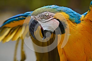 Blue-and-gold Macaw squawk