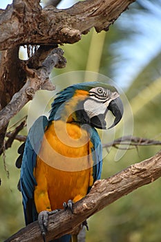 Blue and Gold Macaw Squawking with Beak Open