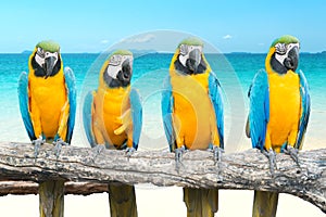 Blue and Gold Macaw on tropical beautiful beach and sea