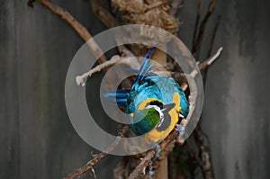 Blue and Gold Macaw unusual angle from above