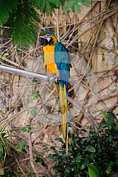 Blue and gold macaw - Valletta
