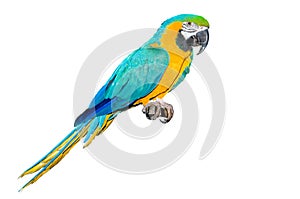 Blue and Gold Macaw  on a white background