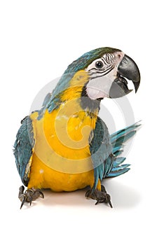 Blue and Gold Macaw on white background