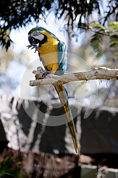 the blue and gold macawis eating a nut