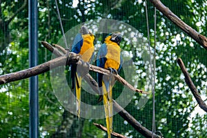 Blue and Gold Macaws at Parque das Aves - Foz do Iguacu, Parana, Brazil photo