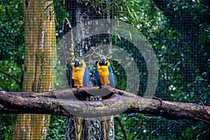 Blue and Gold Macaws at Parque das Aves - Foz do Iguacu, Parana, Brazil photo