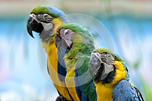 Blue and Gold macaws sitting together aside sleepy Bufon's macaw
