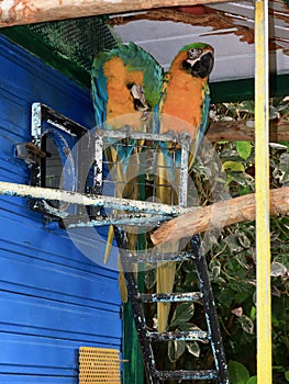 Blue and Gold Macaws in Tropical Setting