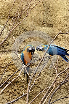 Blue and Gold Macaws  601561