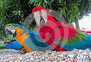 Blue-gold and red colored macaw parrots