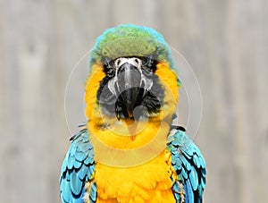 Blue and Gold / Yellow Macaw Parrot Close Up