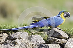 Blue and gold yellow macaw parrot in profile on rocks